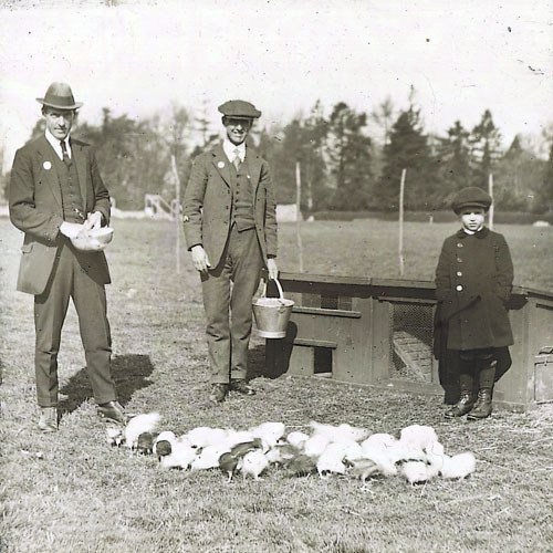 Men with chickens at Papworth
